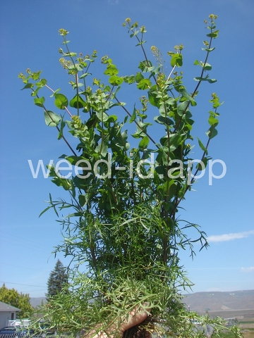 pepperweed, clasping